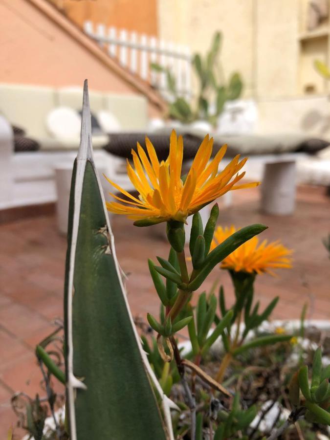 Navona Sunshine Big Terrace * Roma
